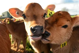 <b class=qtipBold><figcaption>Nzealand-Farm-Agriculture</figcaption></b><br>This photo taken on August 11, 2013 shows calves waiting to be fed on a dairy farm near Cambridge in New Zealand's Waikato region, known for its fertile land and dairy industry. The farm supplies milk to Fonterra -- the world's largest dairy cooperative and New Zealand's biggest company. Fonterra accounted for 89 percent of the country's milk production -- 15.4 billion litres -- in 2011 and recorded a turnover of 15.7 billion USD last year. AFP PHOTO/William WEST / AFP PHOTO / WILLIAM WEST<br><em>© Copyright Agence France-Presse (AFP) - All Rights Reserved</em> Nzealand-Farm-Agriculture