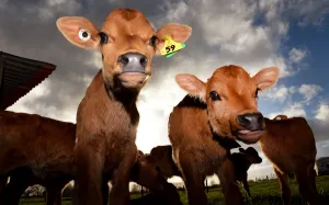 <b class=qtipBold><figcaption>Nzealand-Farm-Agriculture</figcaption></b><br>This photo taken on August 11, 2013 shows calves waiting to be fed on a dairy farm near Cambridge in New Zealand's Waikato region, known for its fertile land and dairy industry. The farm supplies milk to Fonterra -- the world's largest dairy cooperative and New Zealand's biggest company. Fonterra accounted for 89 percent of the country's milk production -- 15.4 billion litres -- in 2011 and recorded a turnover of 15.7 billion USD last year. AFP PHOTO/William WEST / AFP PHOTO / WILLIAM WEST<br><em>© Copyright Agence France-Presse (AFP) - All Rights Reserved</em> Nzealand-Farm-Agriculture