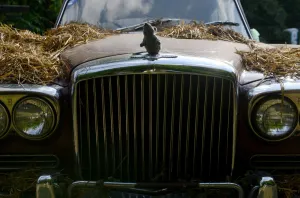 Festival Prints: Old Bentley Continental with a Plush Mouse on the Logo
