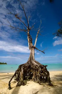 Nature Prints: Pacific-Raritonga-Tree