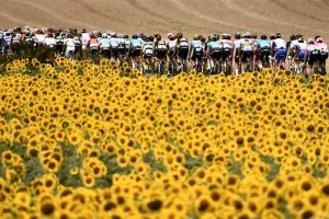 : Pack rides through sunflower fields