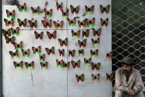 Butterfly Prints: Pakistan-Display-Butterflies