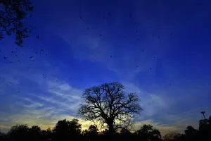 <b class=qtipBold><figcaption>Pakistan-Theme-Light</figcaption></b><br>Eagles and crows fly at sunset in Lahore on March 10, 2015. AFP PHOTO / ARIF ALI / AFP PHOTO / Arif Ali<br><em>© Copyright Agence France-Presse (AFP) - All Rights Reserved</em> Pakistan-Theme-Light