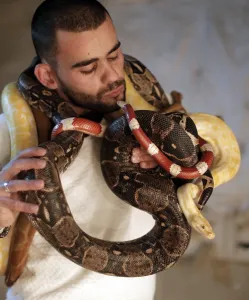 Palestinian-Animals-Snakes-Offbeat Palestinian-Animals-Snakes-Offbeat
