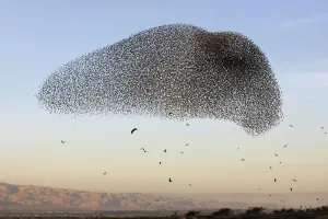 AFP Instagram Collection Prints: Palestinian-Israel-Nature-Animal-Bird