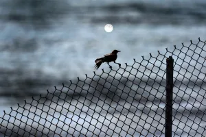 Panama-Animals-Birds-Feature