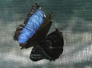 Butterfly Prints: Panama-Butterfly-Farm-Inauguration
