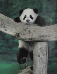 Panda Yuan Zai Public Debut Taipei City Zoo
