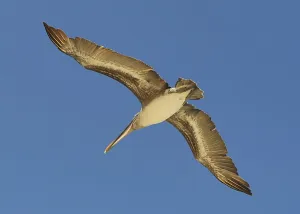 Bird Prints: Pelican at Floreana island