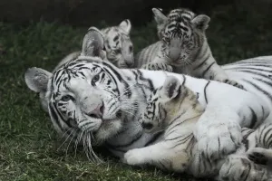 <b class=qtipBold><figcaption>Peru-Animals-White Bengal Tigers</figcaption></b><br>A white Bengal female tiger frolics with her three cubs, who were born in captivity, at the Huachipa's zoo in Lima on April 29, 2014.AFP PHOTO/ERNESTO BENAVIDES / AFP PHOTO / ERNESTO BENAVIDES<br><em>© Copyright Agence France-Presse (AFP) - All Rights Reserved</em> Peru-Animals-White Bengal Tigers