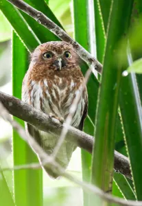 <b class=qtipBold><figcaption>Philippines-Birds-Animal-Nature</figcaption></b><br>A Philippine hawk owl in a forested area in Bislig in the southern Philippines. Patches of tropical rainforest in the southern Philippines harbour some of the world's rarest birds, but nature lovers toting long-lens cameras now share them with people wielding chainsaws, traps and torches. AFP PHOTO / Alain Del B. Pascua / AFP PHOTO / ALAIN DEL B. PASCUA<br><em>© Copyright Agence France-Presse (AFP) - All Rights Reserved</em> Philippines-Birds-Animal-Nature
