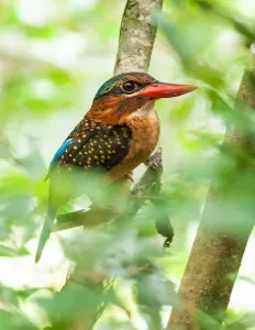 <b class=qtipBold><figcaption>Philippines-Birds-Animal-Nature</figcaption></b><br>A blue-capped kingfisher in a forested area in Bislig in the southern Philippines. Patches of tropical rainforest in the southern Philippines harbour some of the world's rarest birds. AFP PHOTO / ALAIN DEL B. PASCUA<br><em>© Copyright Agence France-Presse (AFP) - All Rights Reserved</em> Philippines-Birds-Animal-Nature