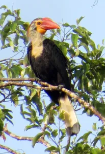 Bird Prints: Philippines-Environment-Birds-Animal-Nature