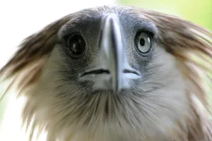 Philippines-Environment-Wild Life-Eagle Philippines-Environment-Wild Life-Eagle
