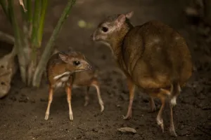 Spain Prints: A picture taken on April 25, 2014 shows a Java mouse-deer cub, one of the world s