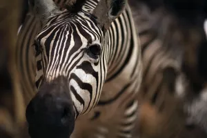 This picture taken on September 16, 2014 shows a stuffed zebra in the Evolution s
