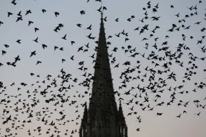 Bird Prints: Pigeons fly over the northwestern city of Caen on October 8, 2015