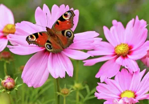 Flower Prints: Poland-Nature-Butterfly