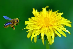 Flower Prints: Poland-Nature-Feature