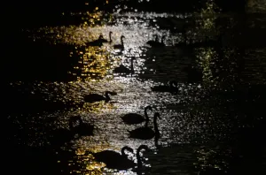 <b class=qtipBold><figcaption>Prague-Birds-Feature</figcaption></b><br>Silhouettes of floating swans are seen on the Vltava river on November 14, 2015 in Prague. AFP PHOTO / MICHAL CIZEK / AFP PHOTO / MICHAL CIZEK<br><em>© Copyright Agence France-Presse (AFP) - All Rights Reserved</em> Prague-Birds-Feature