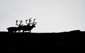 Reindeers can be seen during the first stage of the Arctic Race of Norway between Hammerfest Reindeers can be seen during the first stage of the Arctic Race of Norway between Hammerfest