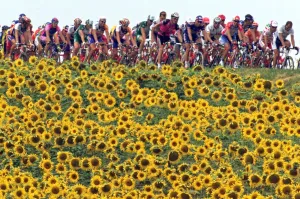 Flower Prints: Repetition-Cyclisme-Tdf2001-Carte-Postale