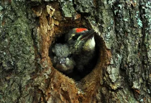 <b class=qtipBold><figcaption>Russia-Birds-Feature</figcaption></b><br>The nestlings of the grey-headed woodpecker (Picus canus) looks out of the hollow of a tree trunk near the village of Vasilyevskoye, some 90 km west of Moscow, on June 29, 2016. / AFP PHOTO / SERGEI GAPON<br><em>© Copyright Agence France-Presse (AFP) - All Rights Reserved</em> Russia-Birds-Feature
