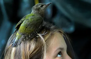<b class=qtipBold><figcaption>Russia-Birds-Offbeat</figcaption></b><br>A nestling of the grey-headed woodpecker (Picus canus) falls out of his hollow as he stays on a girl's head near the village of Vasilyevskoye, some 90 km west of Moscow, on June 29, 2016. / AFP PHOTO / SERGEI GAPON<br><em>© Copyright Agence France-Presse (AFP) - All Rights Reserved</em> Russia-Birds-Offbeat