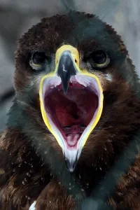 Russia-Feature-Animal