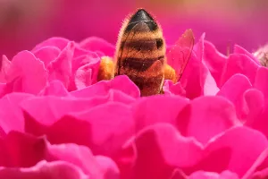 Nature Prints: Russia-Flower-Bee-pink