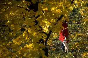 <b class=qtipBold><figcaption>Russia-Weather-Feature-Dog</figcaption></b><br>A woman plays with her dog at a park in Moscow. AFP PHOTO / KIRILL KUDRYAVTSEV / AFP PHOTO / KIRILL KUDRYAVTSEV<br><em>© Copyright Agence France-Presse (AFP) - All Rights Reserved</em> Russia-Weather-Feature-Dog