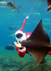 Images Dated 22nd December 2015: Safrica-Christmas-Aquarium-Feature