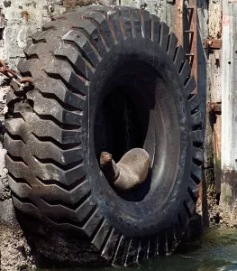 <b class=qtipBold><figcaption>Safrica-Seal-Summer</figcaption></b><br>A Cape fur seal takes an afternoon snooze in a tyre suspended from the dock at Cape Town harbour 27 November. As the end of the year and the festive season approach, Capetonians and visitors look forward to summer activities. / AFP PHOTO / ANNA ZIEMINSKI<br><em>© Copyright Agence France-Presse (AFP) - All Rights Reserved</em> Safrica-Seal-Summer