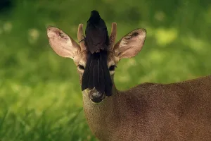 <b class=qtipBold><figcaption>SALVADOR-WILDLIFE-ANIMAL-DEER-BIRD</figcaption></b><br>A bird rests on the head of a white-tailed deer roaming free in San Jose Villanueva, 25 km southwest of San Salvador, on May 21, 2018. / AFP PHOTO / Marvin RECINOS<br><em>© Copyright Agence France-Presse (AFP) - All Rights Reserved</em> SALVADOR-WILDLIFE-ANIMAL-DEER-BIRD