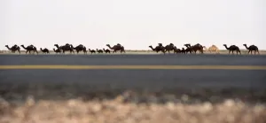 <b class=qtipBold><figcaption>Saudi-Animal-Camel-Festival</figcaption></b><br>A caravan of camels walks in the desert during the annual King Abdulazziz Camel Festival in Rumah, some 150 kilometres east of Riyadh, on March 29, 2017. The 28-day King Abdulaziz Camel Festival features a camel beauty contest, known as Miss Camel with prizes amounting to $30 million. / AFP PHOTO / FAYEZ NURELDINE<br><em>© Copyright Agence France-Presse (AFP) - All Rights Reserved</em> Saudi-Animal-Camel-Festival