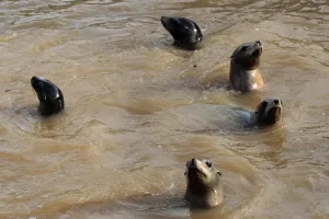 Prints of Sea lions swim in a muddy and dirty water in the zoo of Marineland on October 5, 2015 in Antibes, southeastern France, after severe flooding Images Dated 2015 October: Sea lions swim in a muddy and dirty water in the zoo of Marineland on October 5