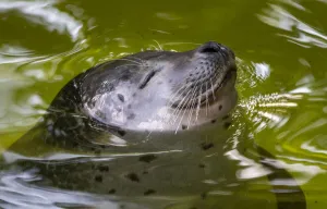 Seal-Animal-Germany