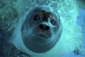 <b class=qtipBold><figcaption>Serbia-Animal-Seal-Zoo</figcaption></b><br>A seal cools off at Belgrade Zoo during a heatwave. AFP PHOTO / ANDREJ ISAKOVIC<br><em>© Copyright Agence France-Presse (AFP) - All Rights Reserved</em> Serbia-Animal-Seal-Zoo