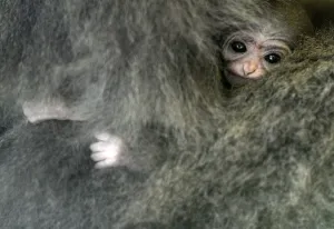 Animal Prints: Silvery gibbon Alangalang holds her one week old baby