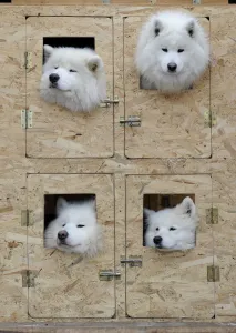 Offbeat Quirky Images Prints: Slovakia-Animals-Dog-European-Sled