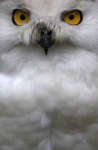Images Dated 8th August 2014: Snow Owl Watching Visitors