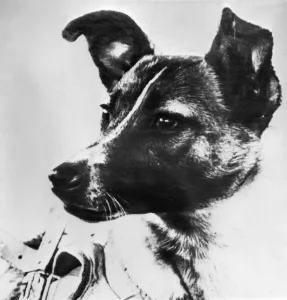 <b class=qtipBold><figcaption>SPACE-SPUTNIK II-LAIKA</figcaption></b><br>Picture from the Soviet daily Pravda dated 13 November 1957 of the dog Laika, the first living creature ever sent in space, onboard Sputnik II. Soviet spacecraft Sputnik 2 was launched from the Baikonur cosmodrome in Kazakhstan, 03 November 1957. Laika died a few hours after launch from stress and overheating, likely due to a malfunction in the thermal control system. / AFP PHOTO / TASS / -<br><em>© Copyright Agence France-Presse (AFP) - All Rights Reserved</em> SPACE-SPUTNIK II-LAIKA