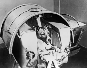 <b class=qtipBold><figcaption>Space-Sputnik Ii-Laika</figcaption></b><br>Picture from the Soviet daily Pravda dated 13 November 1957 of the dog Laika, the first living creature ever sent in space, onboard Sputnik II. Soviet spacecraft Sputnik 2 was launched from the Baikonur cosmodrome in Kazakhstan, 03 November 1957. Laika died a few hours after launch from stress and overheating, likely due to a malfunction in the thermal control system. / AFP PHOTO / TASS / -<br><em>© Copyright Agence France-Presse (AFP) - All Rights Reserved</em> Space-Sputnik Ii-Laika