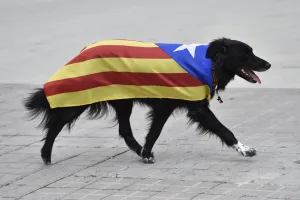 <b class=qtipBold><figcaption>Spain-Barcelona-Catalan-Dog</figcaption></b><br>A dog drapped in a pro-independence Catalan flag walks during celebrations of Catalonia's National Day (Diada) which recalls the final defeat of local troops by Spanish king Philip V's forces in 1714, in Barcelona. AFP PHOTO / GERARD JULIEN / AFP PHOTO / GERARD JULIEN<br><em>© Copyright Agence France-Presse (AFP) - All Rights Reserved</em> Spain-Barcelona-Catalan-Dog