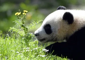 Profile Prints: Spain-China-Animal-Panda