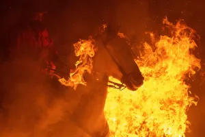 AFP Instagram Collection Prints: Spain-Festival-Luminarias-Animals