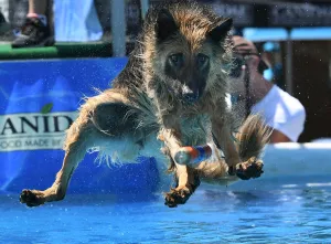 <b class=qtipBold><figcaption>Splash Dogs Jumping Competition</figcaption></b><br>Dudley the German Shepherd tries to catch a toy during the Splash Dogs competition heats at America's Family Pet Expo in Costa Mesa, California, on April 28, 2018. / AFP PHOTO / Mark RALSTON<br><em>© Copyright Agence France-Presse (AFP) - All Rights Reserved</em> Splash Dogs Jumping Competition