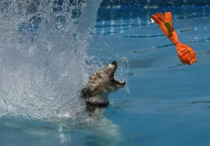 Swim Prints: Splash Dogs Jumping Competition