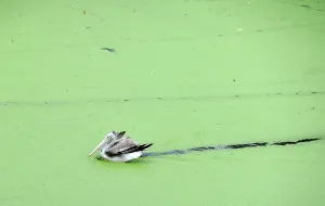 Offbeat 2014 Prints: Spot-Billed Pelican Paddling in a Lake