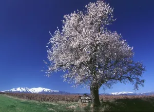 Spring-Tree Blossoms - Printemps-Arbre En Fleurs
